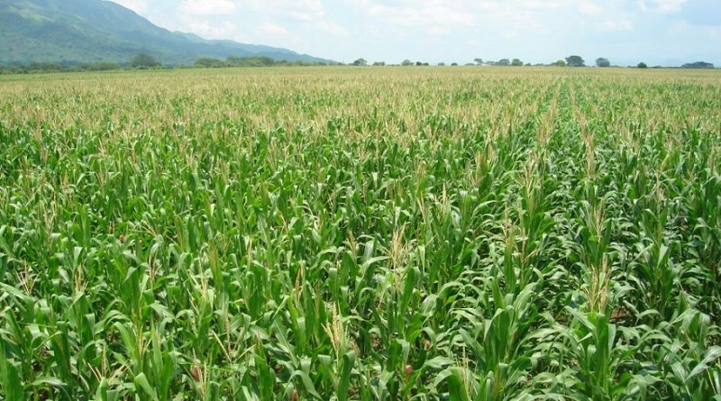 Productores del Consejo Comunal Bandera Blanca cosechan 30 hectáreas de maíz